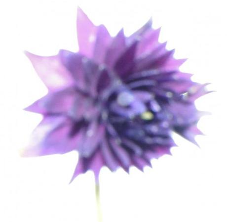 Windblumen