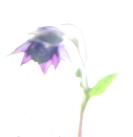 Windblumen