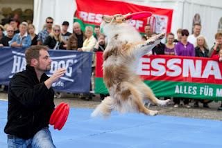 Mannheim lädt zum größten Hundefest der Region