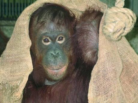 Zoo-Rostock – Sensations-OP: “Shiwa” ist den Schnupfen los
