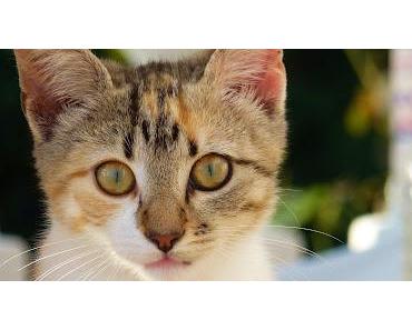 Staat will Kätzchenindustrie unter die Arme greifen