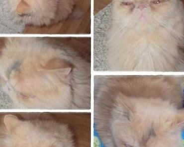 Balou, (m)ein kleiner Dreckspatz! ;-)