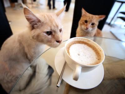 Wien mon amour: Katerfrühstück im Katzenkaffeehaus