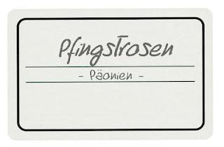 Pfingstrosen - Päonien