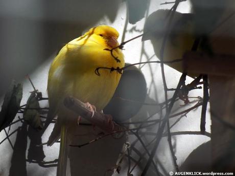 Fetter Kanarienvogel by Jürgen Kroder
