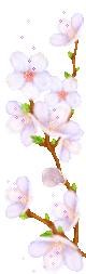 Japanese Cherry Blossom Body Püree - The Body Shop