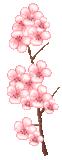 Japanese Cherry Blossom Body Püree - The Body Shop