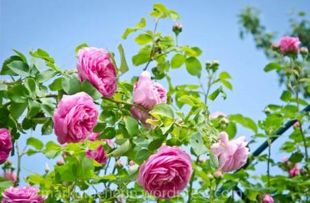 Feine Rezepte mit Rosen – Rosensirup und Rosenblütenkonfitüre