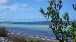 Ein Strand in Key West
