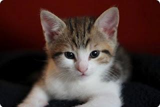 Cute Kittens - NKFOM-Katzen-Content