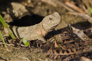 Wellington part 4 (Zealandia)