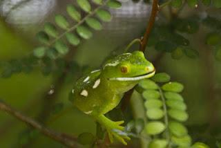 Wellington part 4 (Zealandia)