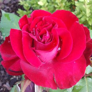rose Rosennacht