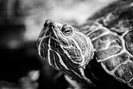 Kuriose Feiertage - 22. April- Welt-Schildkröten-Tag-3 (c) 2012 Sven Giese