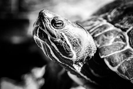 Kuriose Feiertage - 22. April- Welt-Schildkröten-Tag-4 (c) 2012 Sven Giese