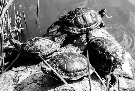 Kuriose Feiertage - 22. April- Welt-Schildkröten-Tag