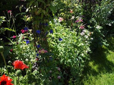 Pebworth + Broad Marston Gardens und National Pelargonium Collection