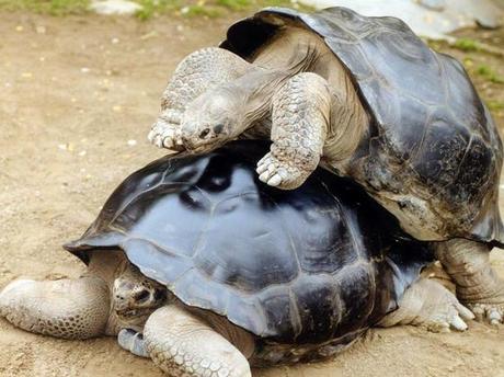 TIERE. Schildkröten-Liebe bis in den Tod