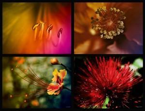 Florale Makrofotografie