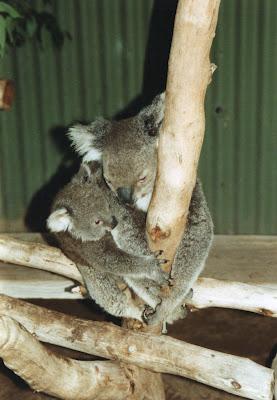 Australien - Tier-und Pflanzenwelt -