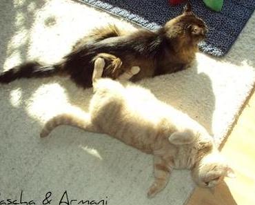 Ein Sonntag bei der Rasselbande ツ