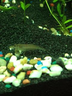 Ich esse nie wieder Garnelen, Shrimps und Co