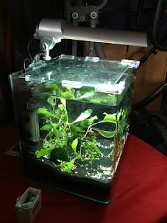 Ich esse nie wieder Garnelen, Shrimps und Co