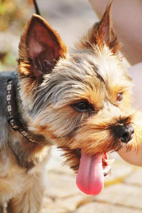 tell me what you know about dreams