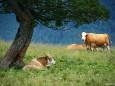 In Afrika sind es Löwen, bei uns Kühe die Schatten suchen unterm Baum / Lahnsattel - Wildalm Hütte - Wildalpe - retour