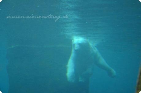 Wremen 20zwölf Tag 6 Zoo am Meer - Eisbär UW (2)