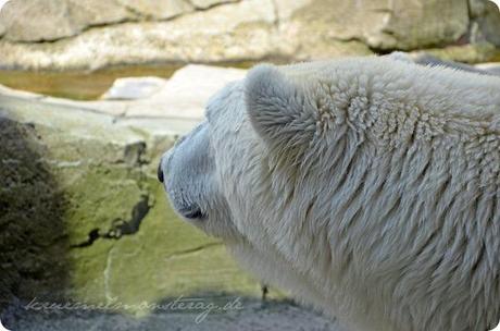 Wremen 20zwölf Tag 6 Zoo am Meer - Eisbär (4)