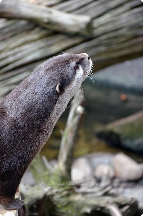 Wremen 20zwölf Tag 6 Zoo am Meer - Otter