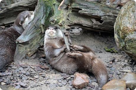 Wremen 20zwölf Tag 6 Zoo am Meer - Otter (2)