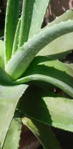 Cool Beauty – duftende Schönheitselixiere mit Aloe Vera