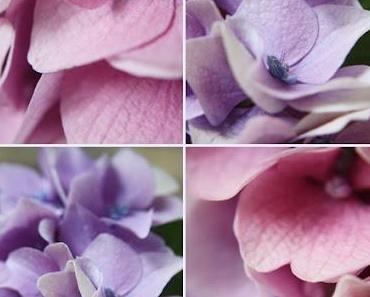 ♥Hortensien♥