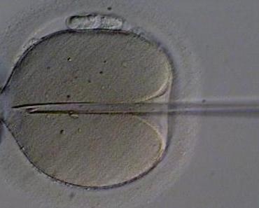 Produziert nicht gezeugt – Aus den Designerateliers der Genetiker