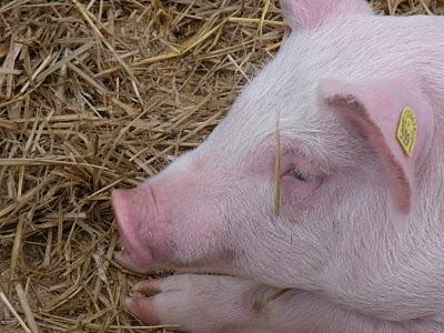 ein wunderschöner tag an der olma.