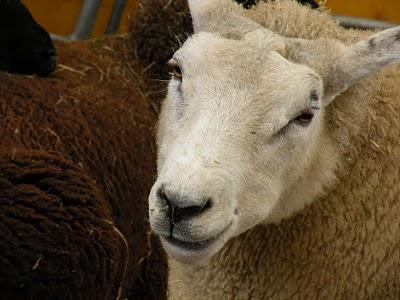 ein wunderschöner tag an der olma.