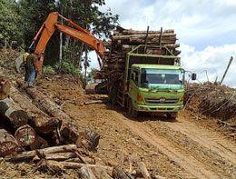 Illegaler-Holzeinschlag Indonesien WWF-Indonesia