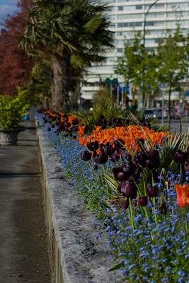 English Bay in bloom
