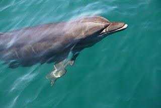 Costa Rica: Sprachkurs für Delfine