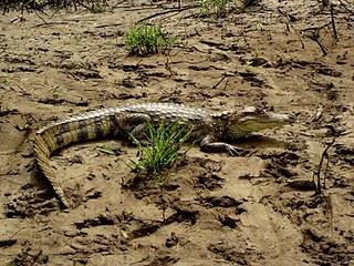 Immer weniger Krokodile in Costa Rica