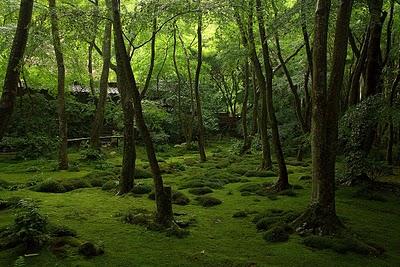 Saga Arashiyama 嵯峨嵐山