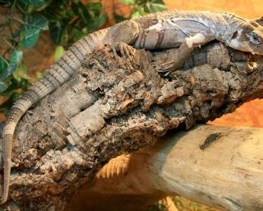 “Welt der Reptilien” in Berlin