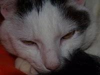 Dave und die verbotenen Früchte