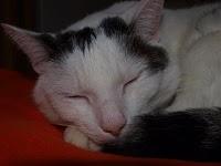 Dave und die verbotenen Früchte