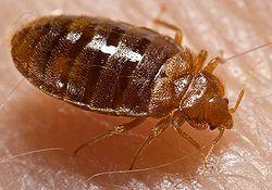 Get rid of bed bugs out of your house naturally