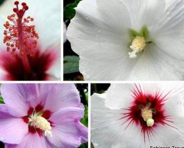 Hibiskus im Garten