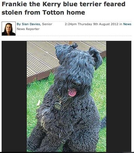 dailyecho.co.uk Artikel “Frankie the Kerry blue terrier feared stolen from Totton home”.