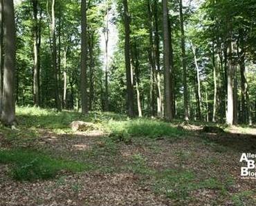 Projekt Waldveränderungen im August